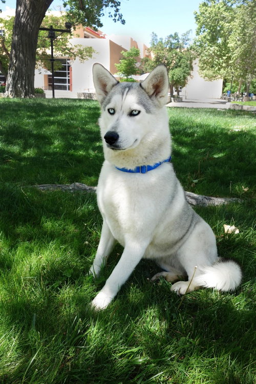 Indigo, an adoptable Siberian Husky in Cedar Crest, NM