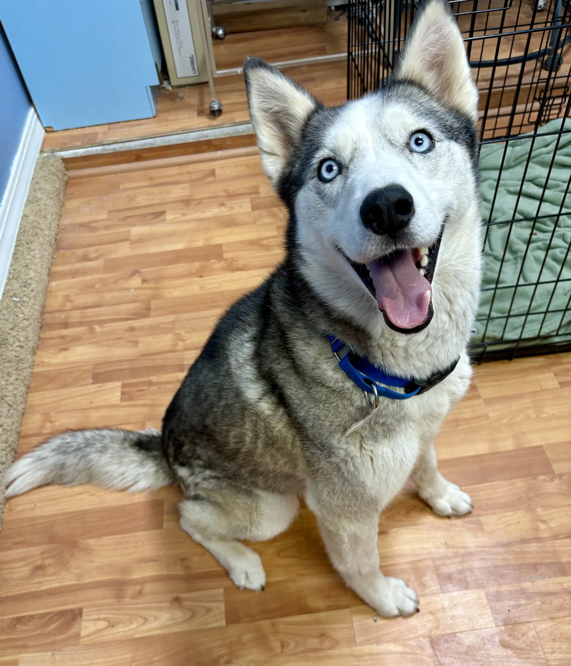 Skye - Siberian Husky