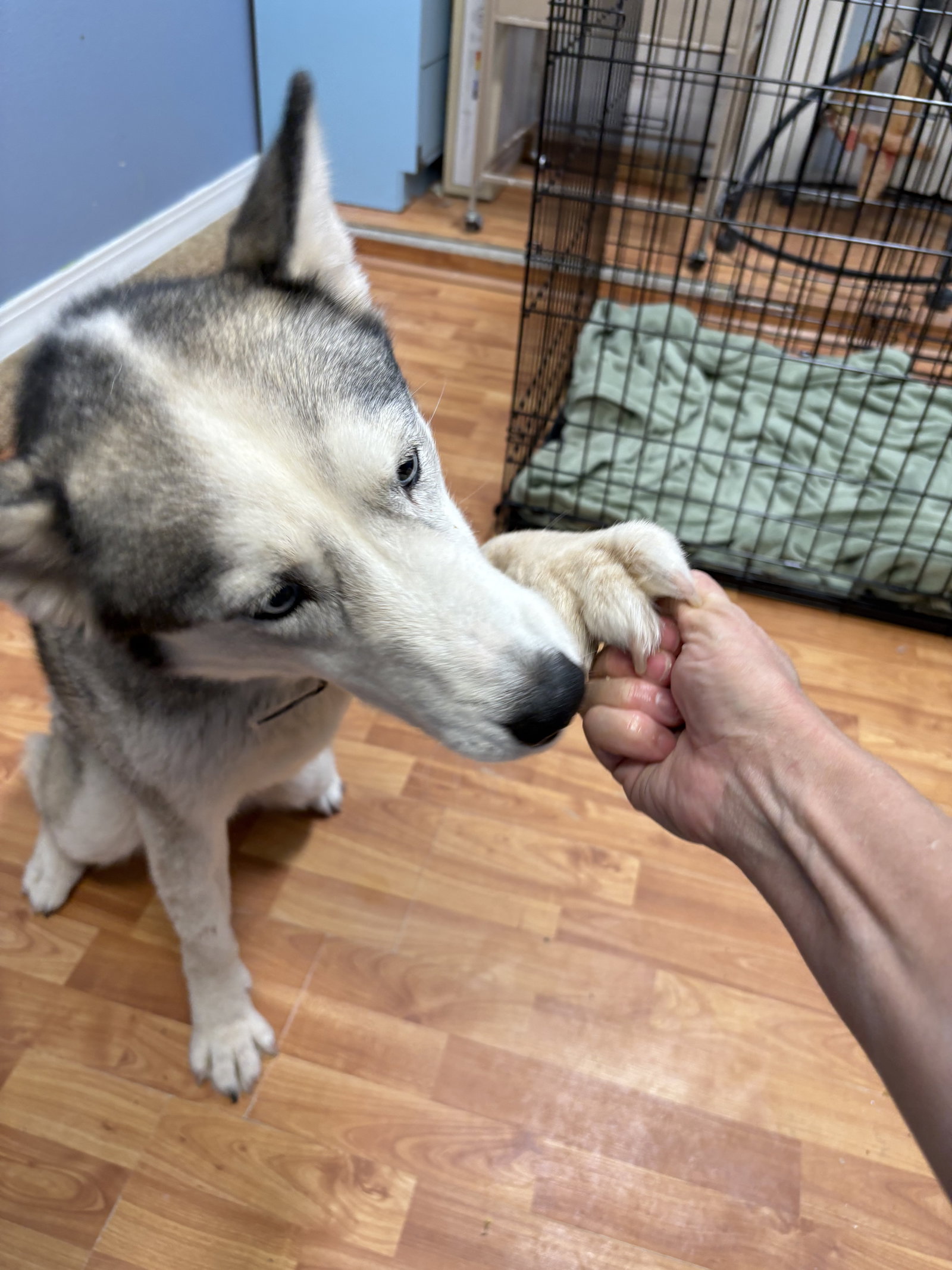 Skye, photo 5