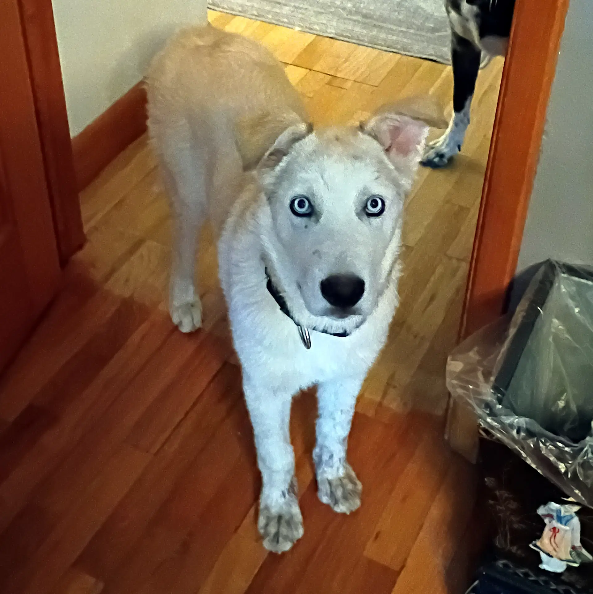 Coffee Puppy Male - Siberian Husky