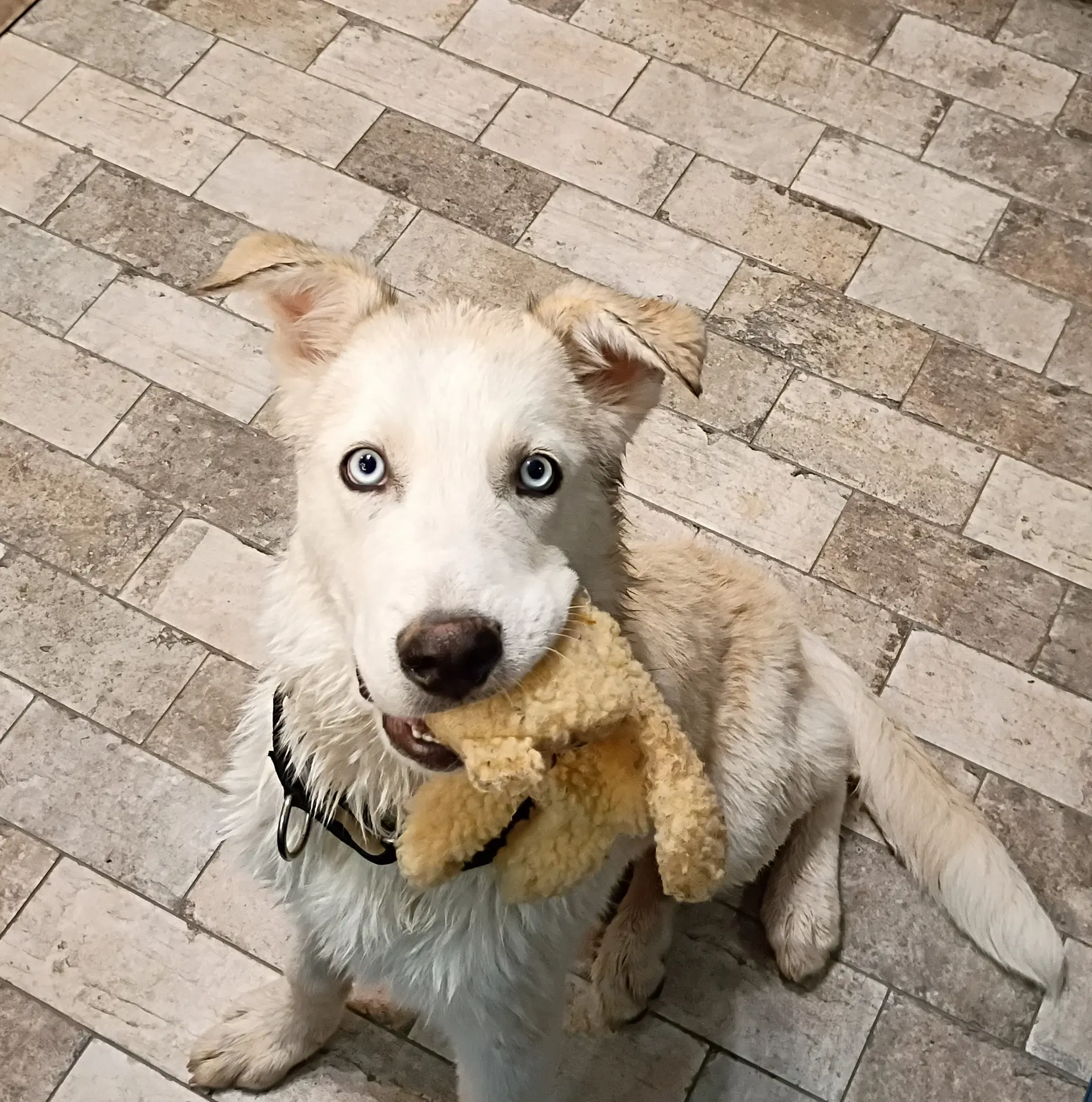 Tismo - Siberian Husky