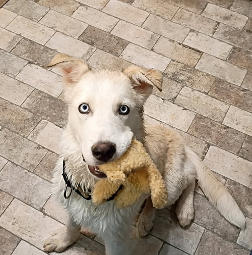 picture of the dog needing adoption