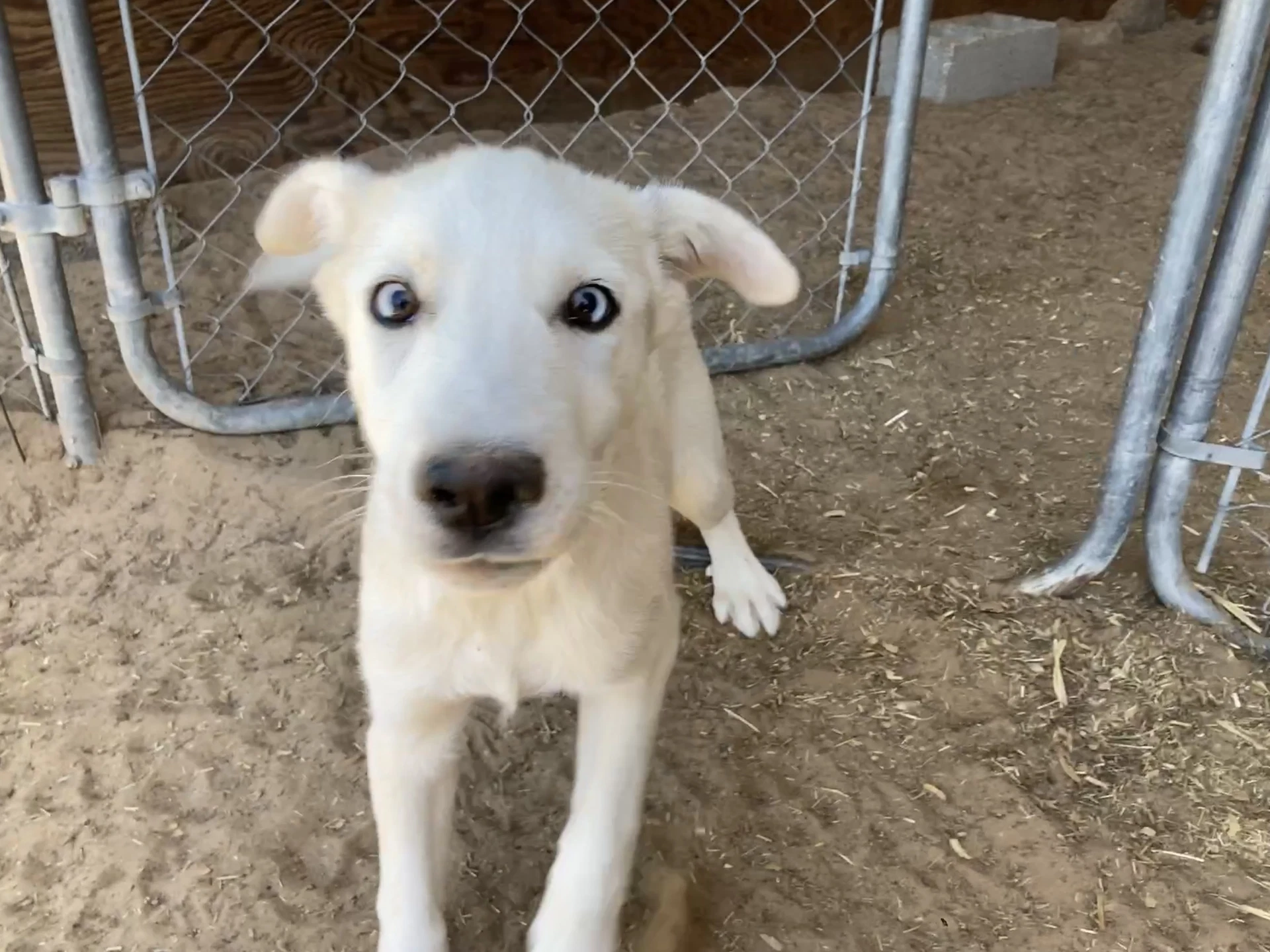 Coffee Puppies Female
