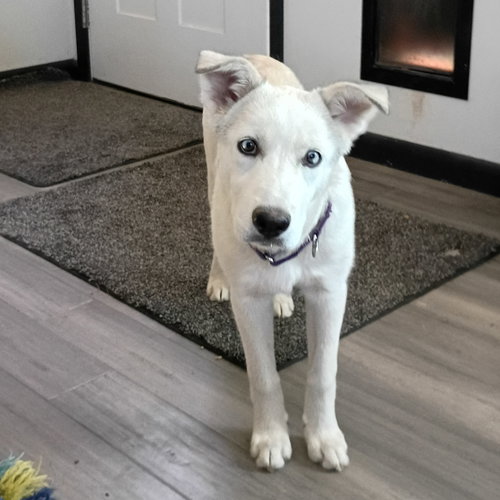 picture of the dog needing adoption