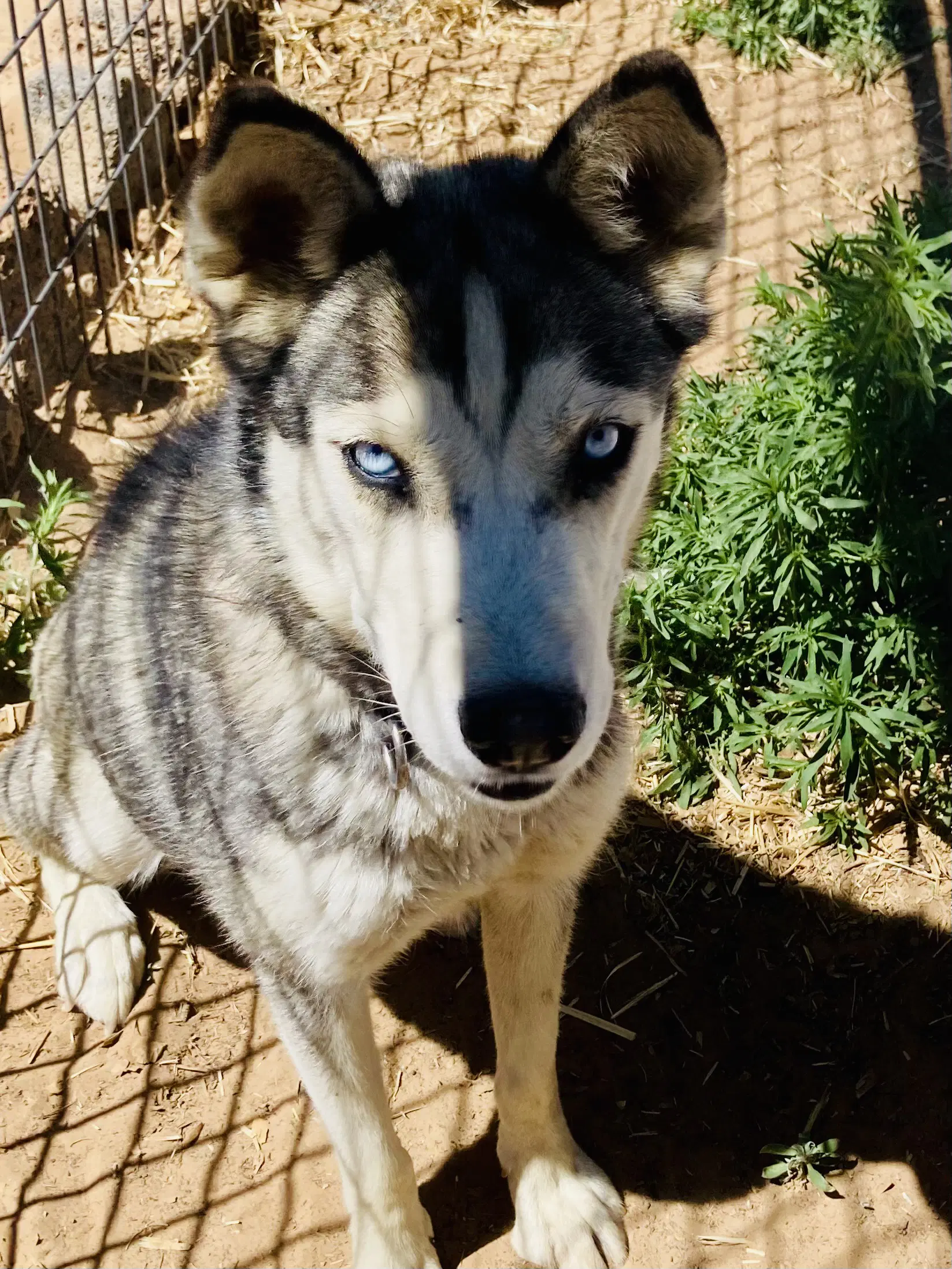 Java - Siberian Husky