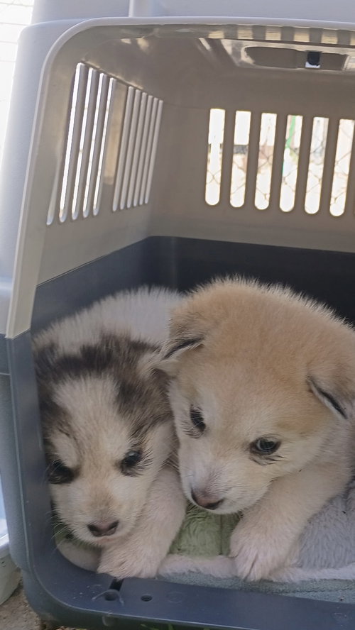 White puppy - Cassidy, a dog for adoption from Siberian Husky Rescue of New Mexico, Inc.