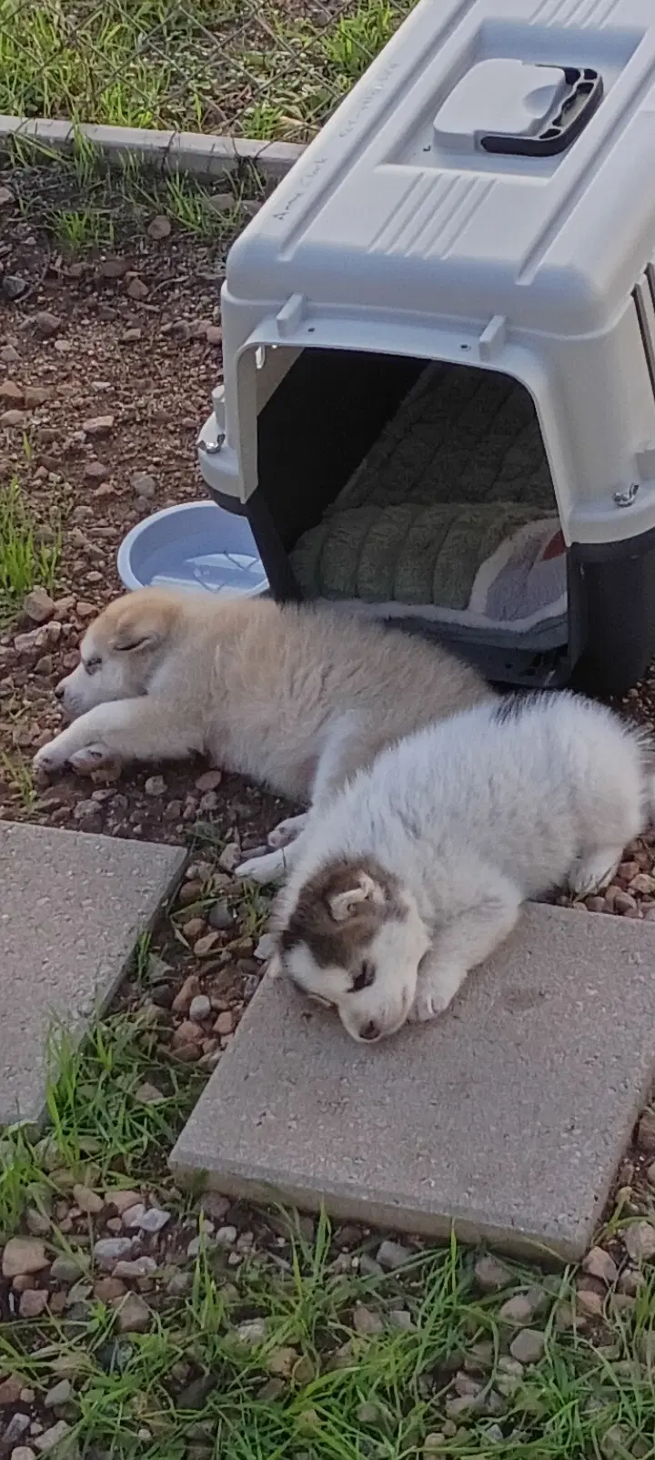 White Puppy - Cassidy image 3