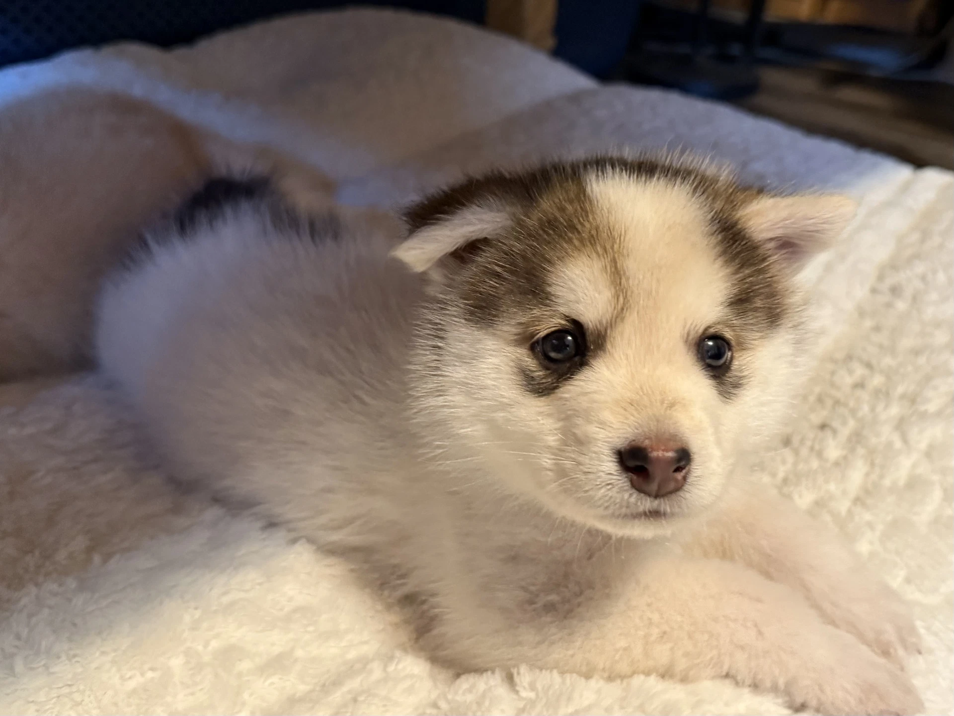 White Puppy - Cassidy