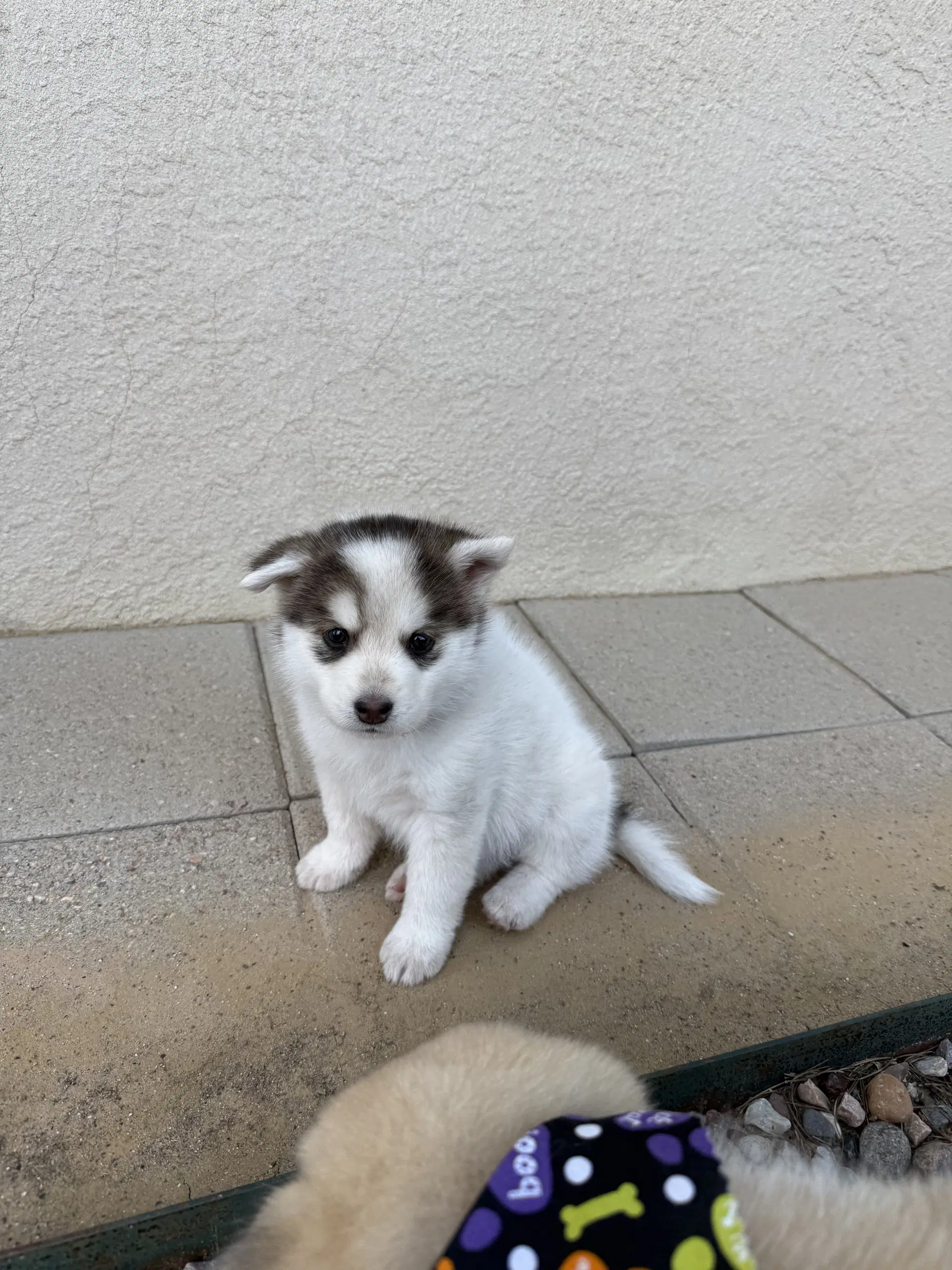 White Puppy - Cassidy image 4