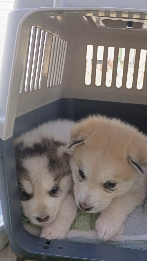 Red puppy - Sundance, a dog for adoption from Siberian Husky Rescue of New Mexico, Inc.