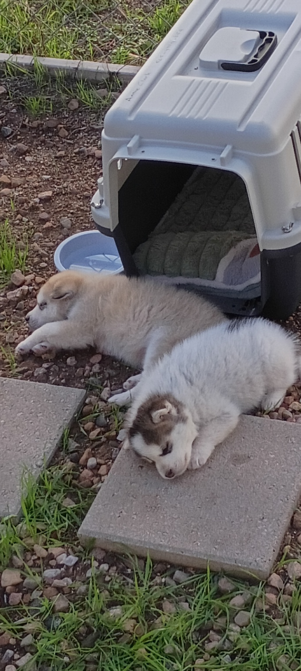 Red puppy - Sundance