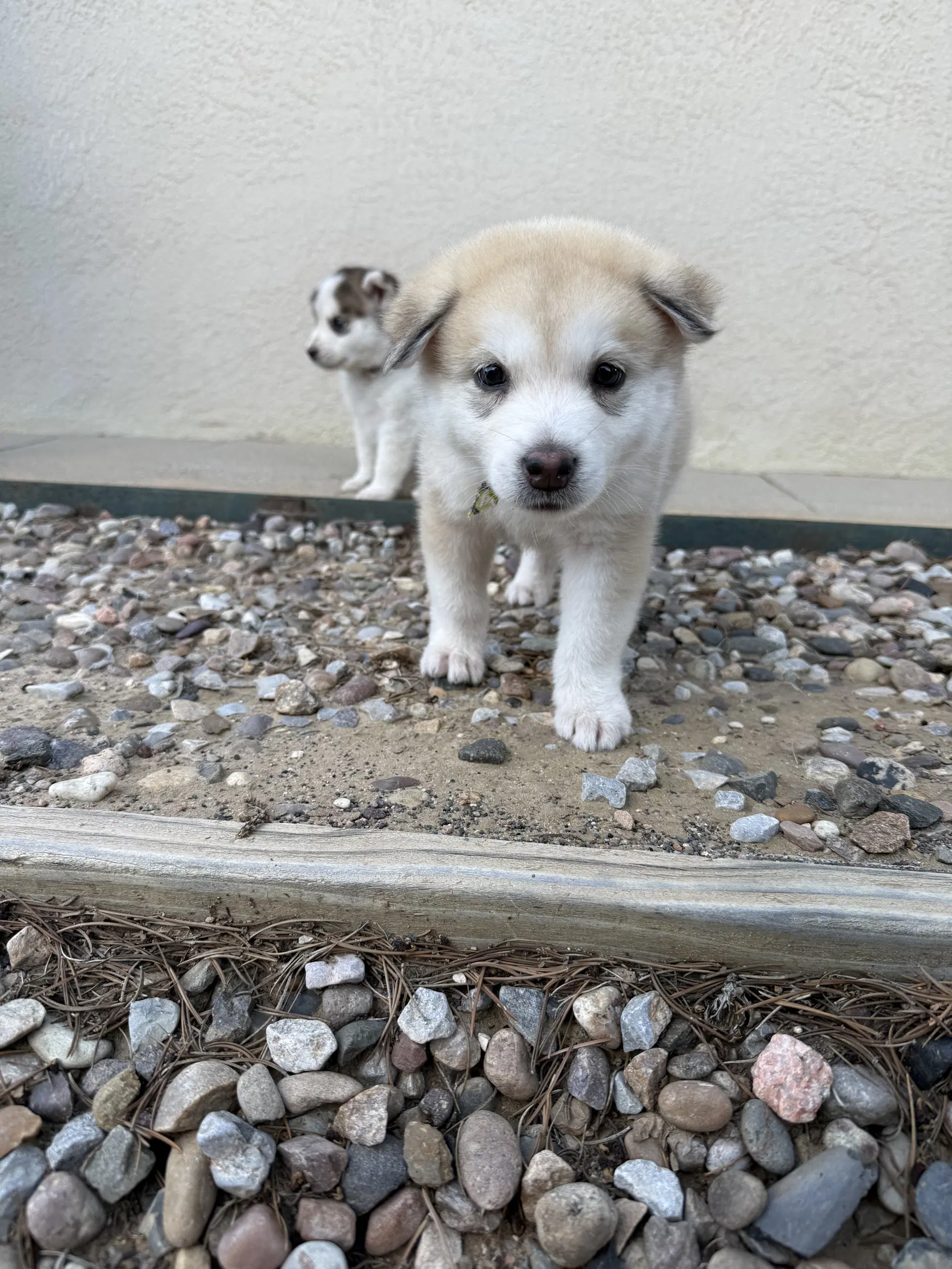 Red Puppy - Sundance - Siberian Husky