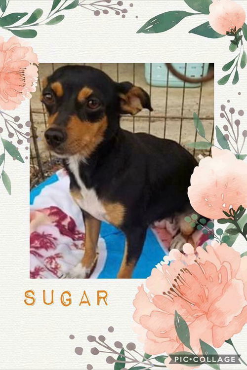 Sugar