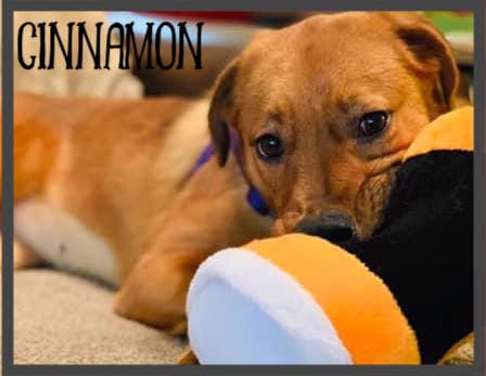 Cinnamon