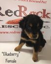 Blueberry / Calliste