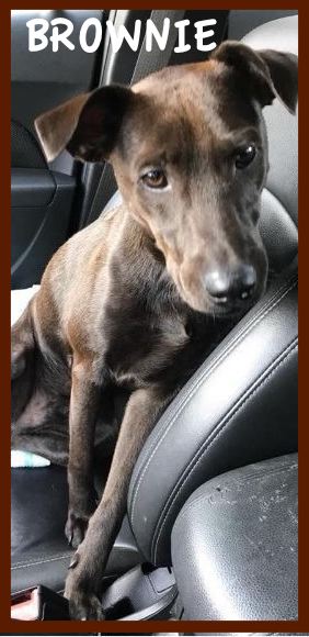 Brownie / Rex
