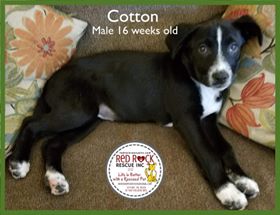 Cotton