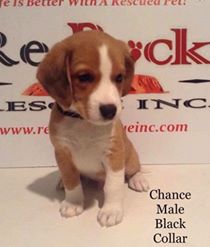 Chance