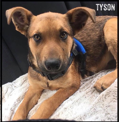 Tyson