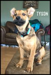 Tyson