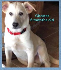 Chester