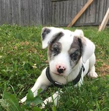 Chico / Trigger
