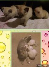 Cat & 4 Kittens (Male)