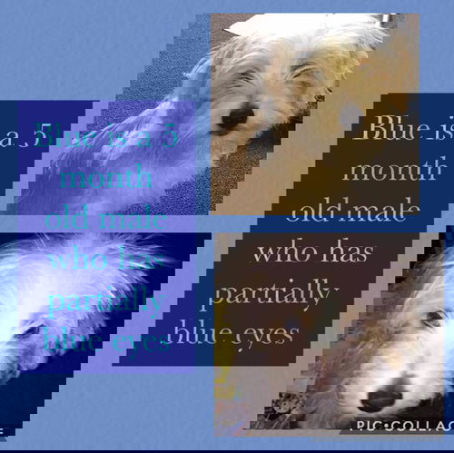 Blue
