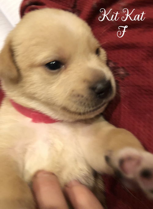 Kit Kat / Gracie