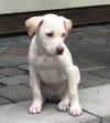 Milka