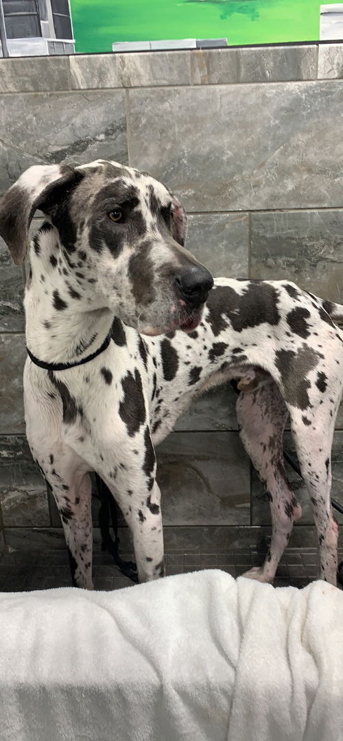 Axel