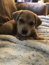 Hershey
