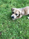 Hershey