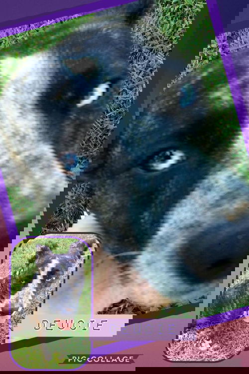 Deucie