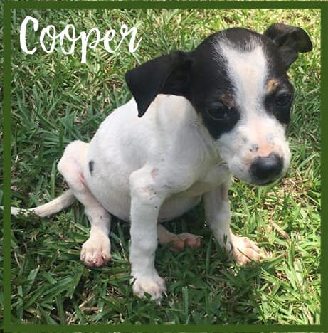 Cooper