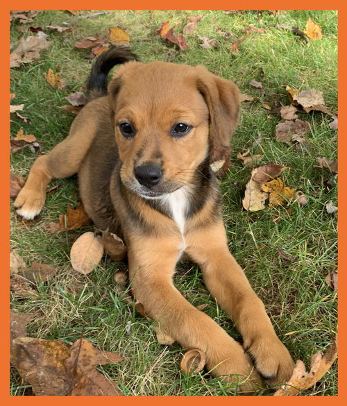 Pumpkin