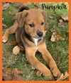 Pumpkin