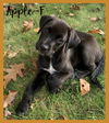 Apple / Annie