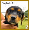 Chestnut