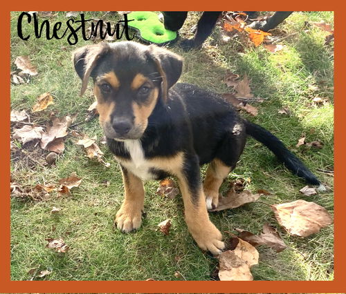 Chestnut