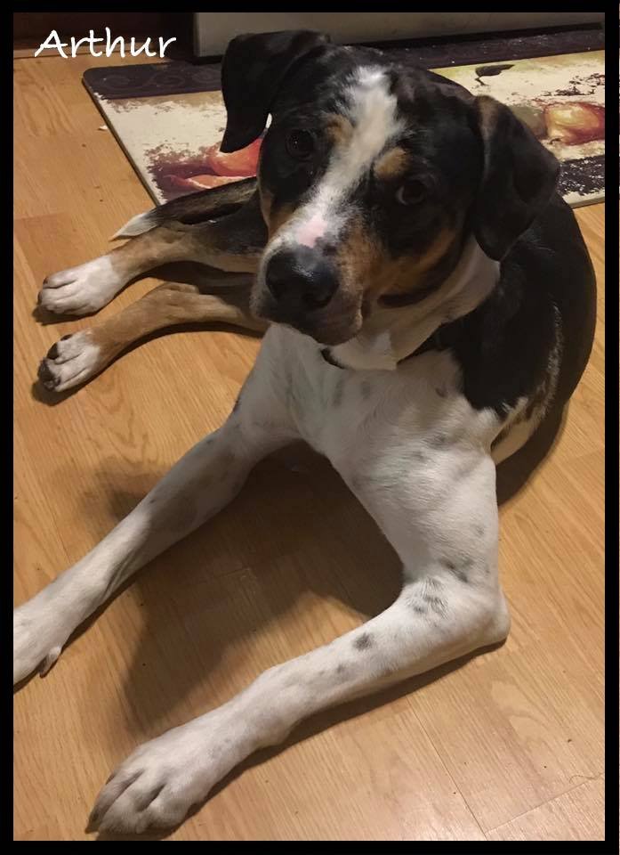 adoptable Dog in Walnutport, PA named Arthur / Ryder