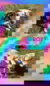 Roxy