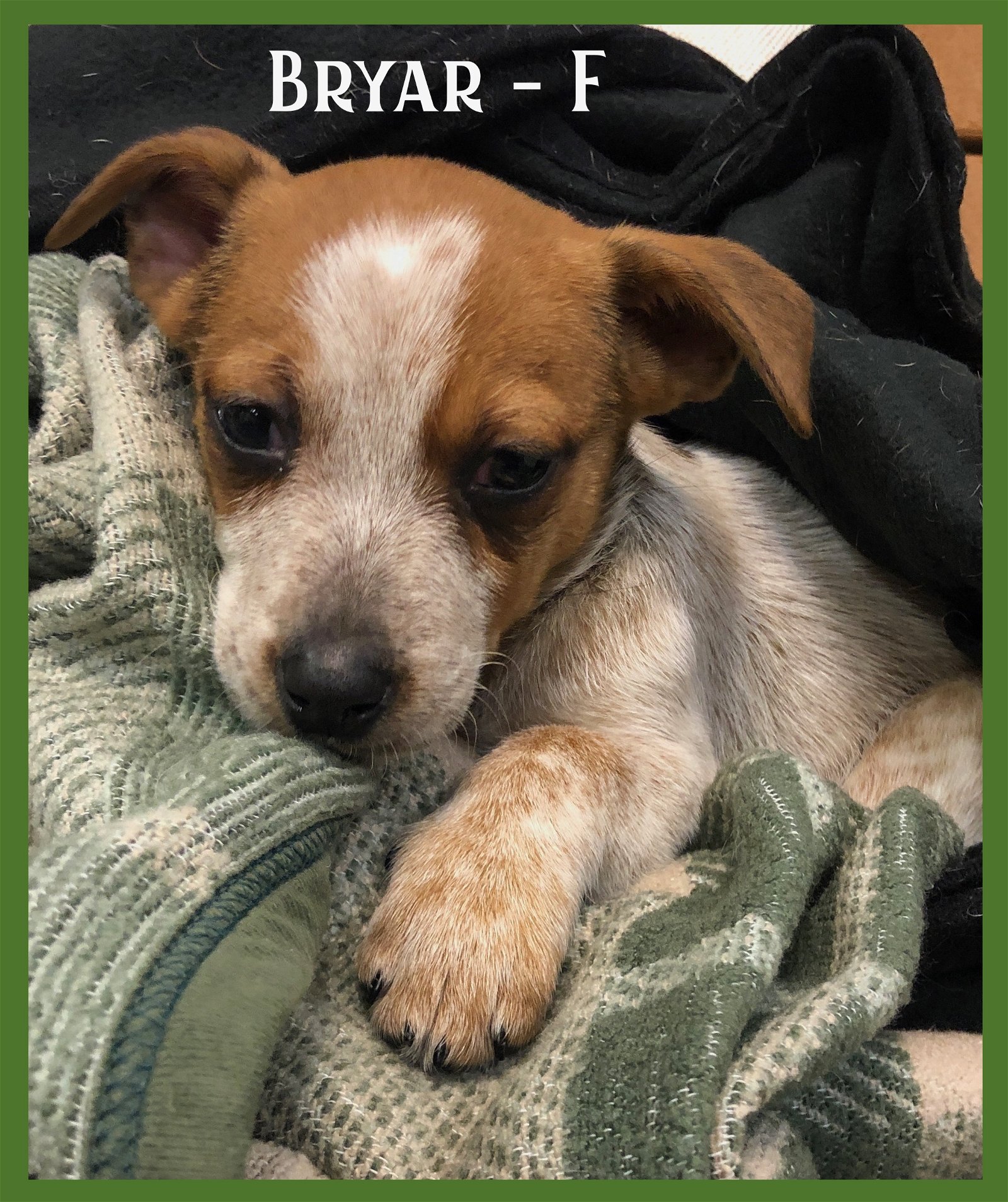 adoptable Dog in Walnutport, PA named Bryar