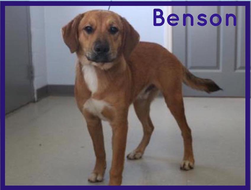 adoptable Dog in Walnutport, PA named Benson