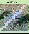 Poppy
