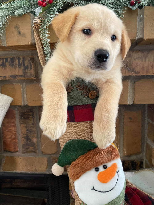 Holly / Harper