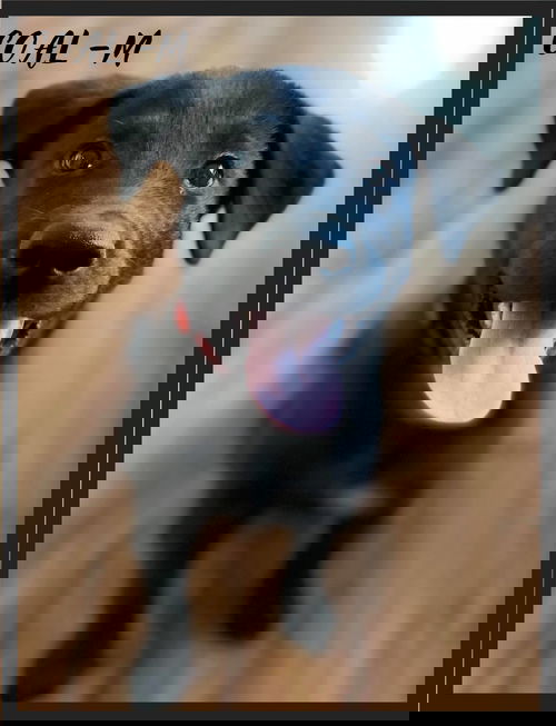 Coal