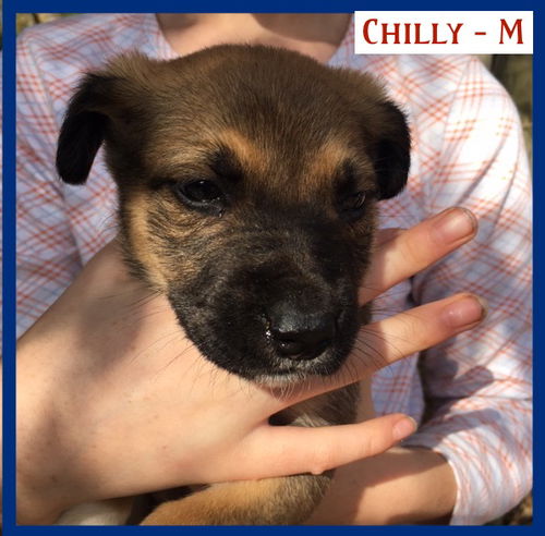 Chilly / Tucker