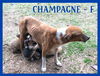 Champagne/Gracie