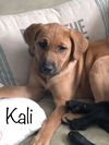 Kali